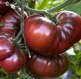 G. Tomates noires