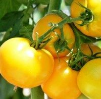 D. Tomates jaunes