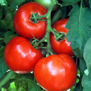 A. Tomates rouges