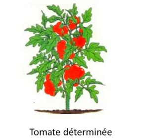 I. Tomates déterminées